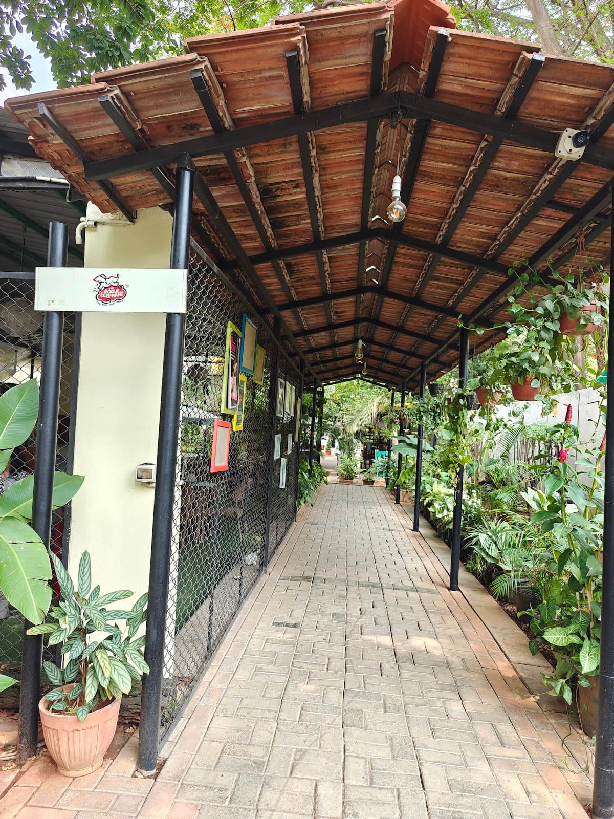 The Rogue Elephant - Photo 4