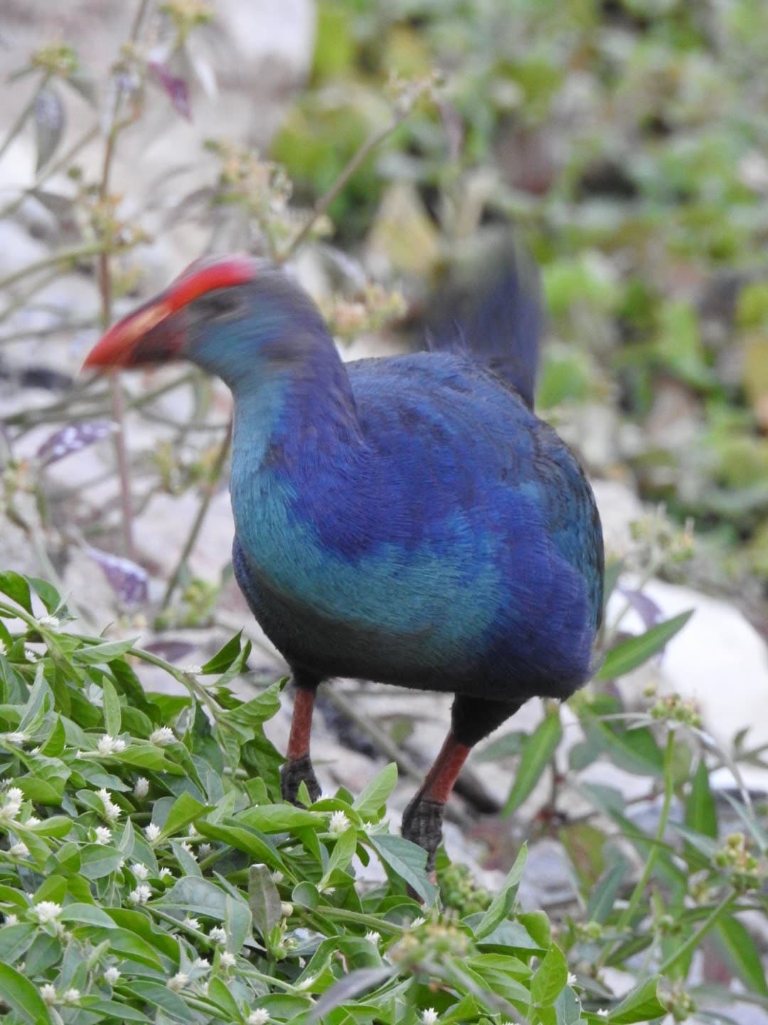 Hebbal Lake - Photo 5