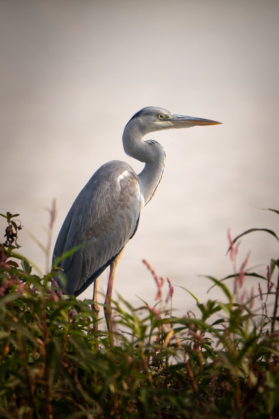 Hebbal Lake - Photo 6