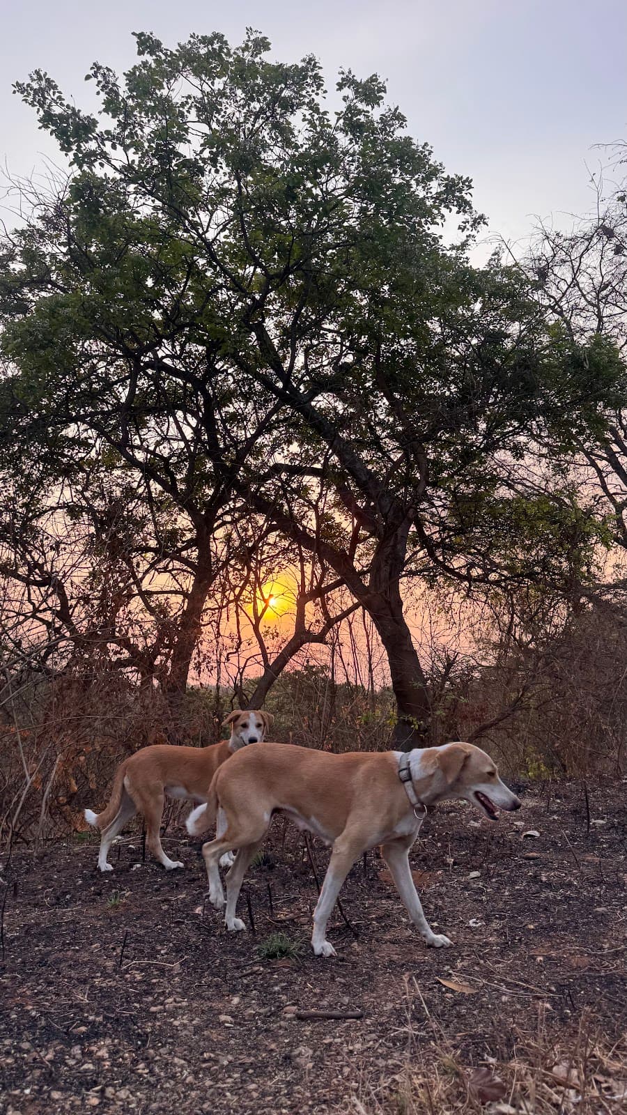 Kengeri Lake - Photo 4
