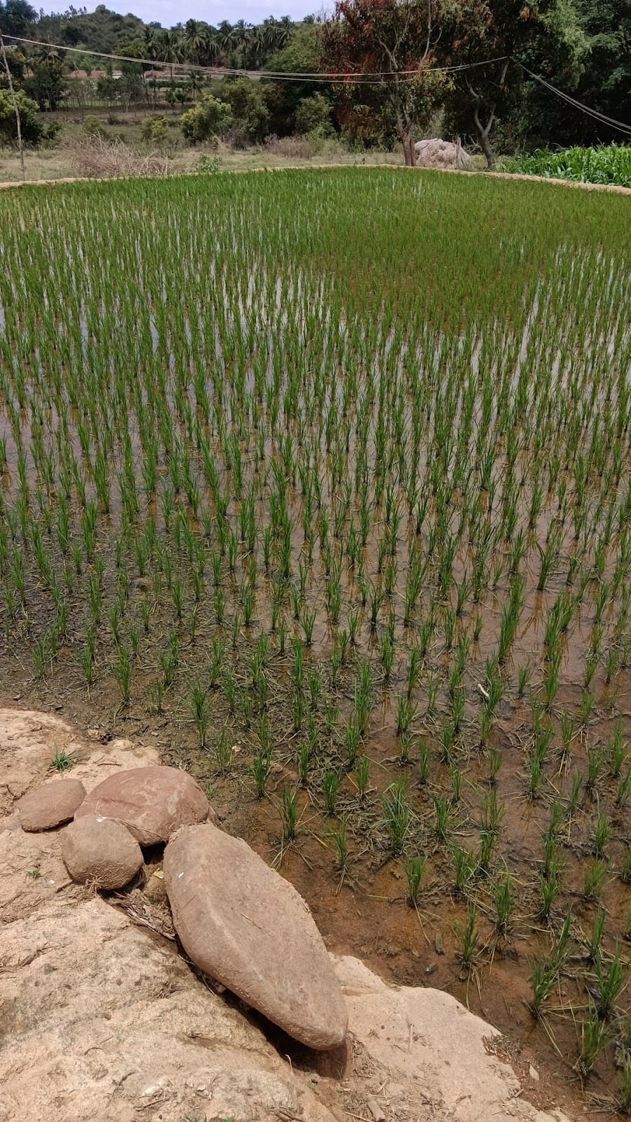 Madhavan Park - Photo 5