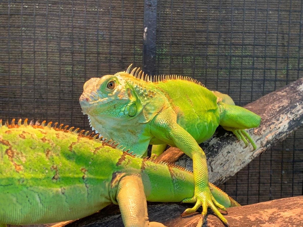 Prani Pet Sanctuary - Photo 2