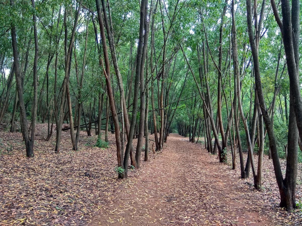 Turahalli Forest