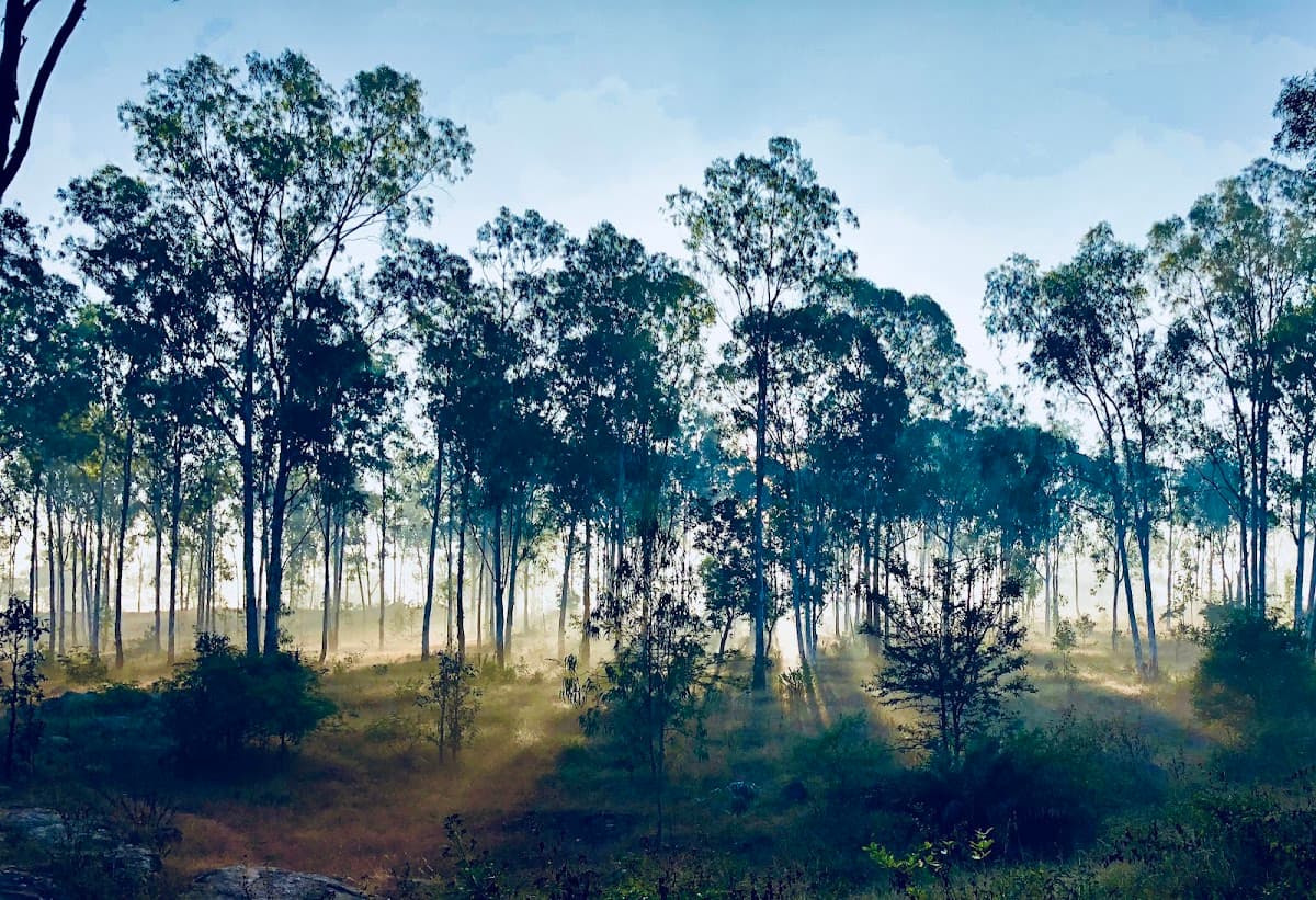 Turahalli Forest - Photo 3