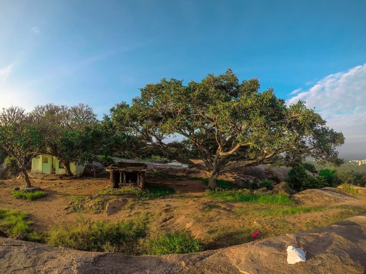 Turahalli Forest - Photo 6