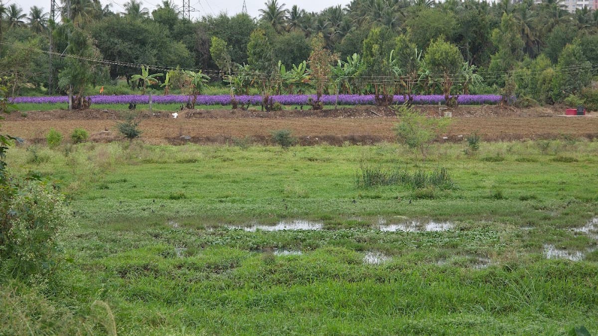 Varthur Lake - Photo 6