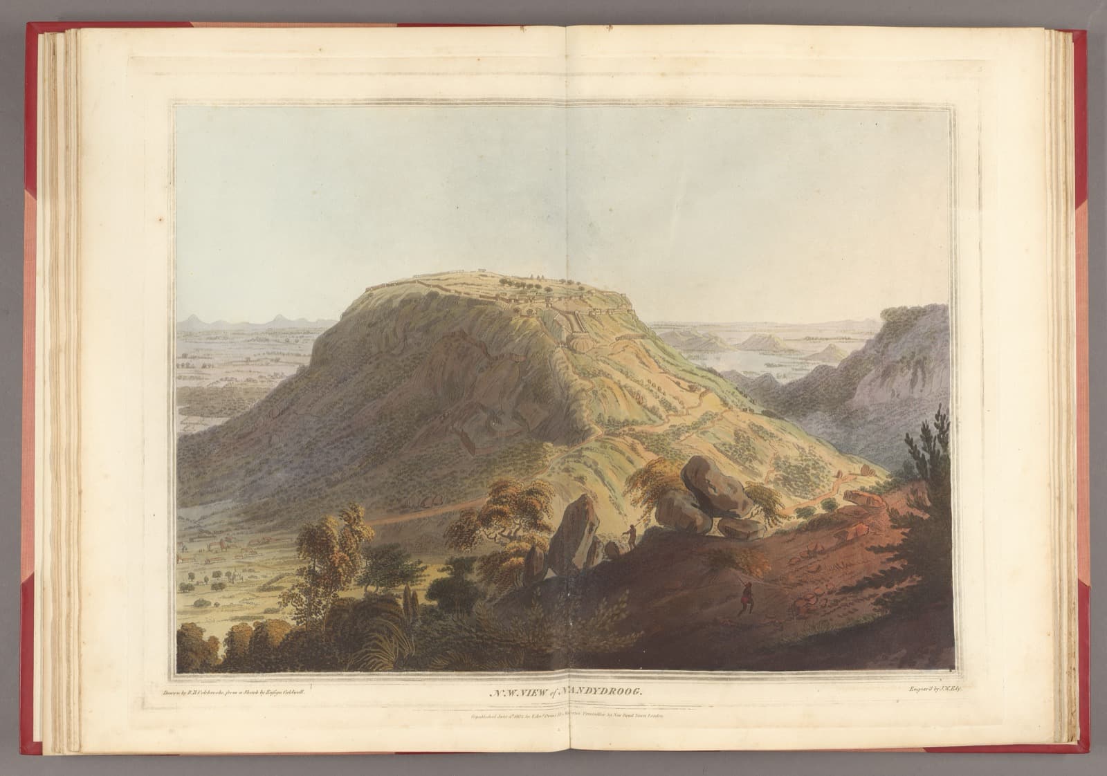 Horagina Betta - Photo 2