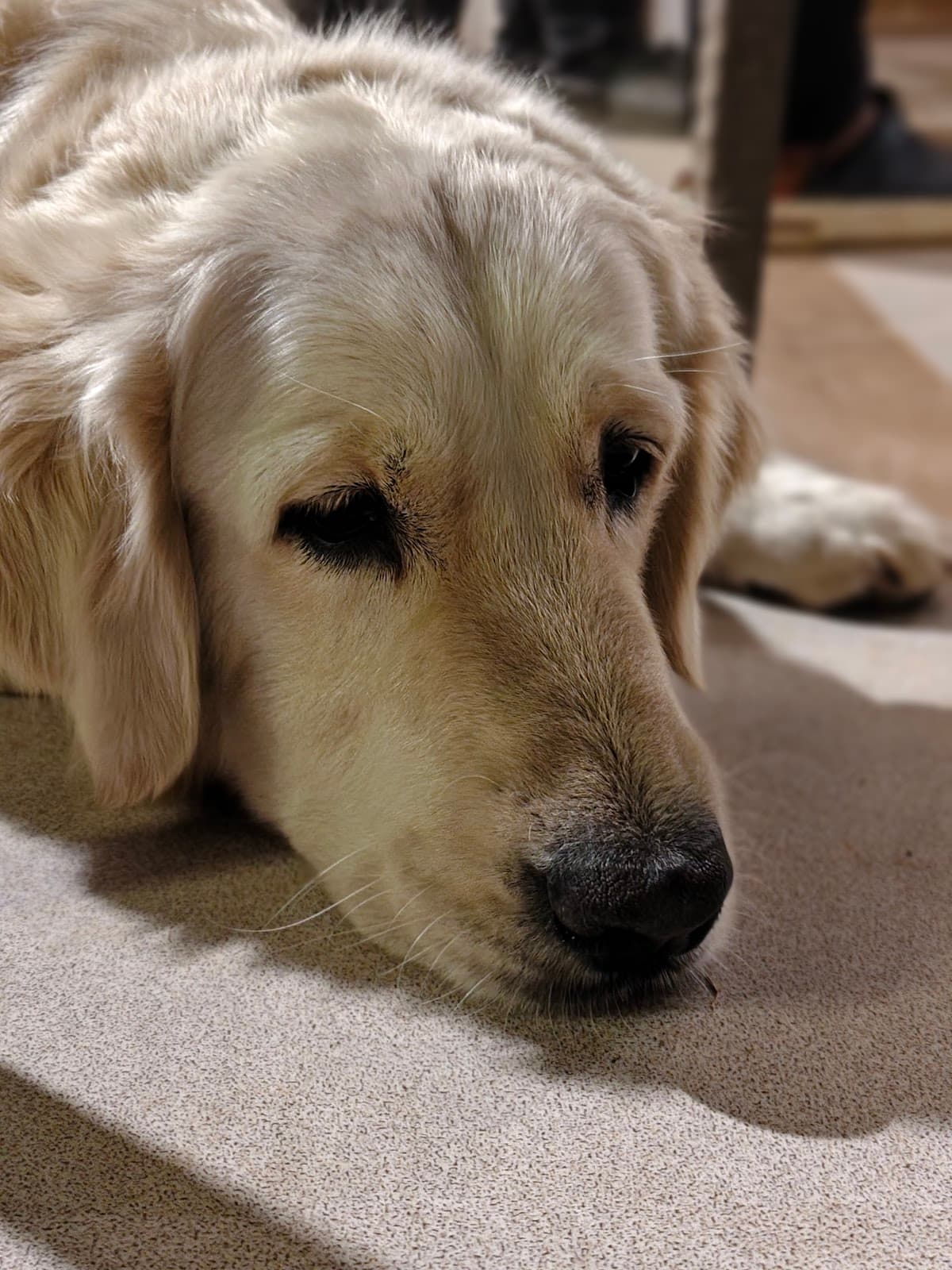 TherPup - Photo 5
