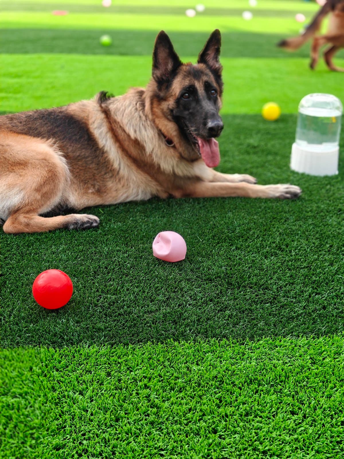 Venu’s Pet Care dog-friendly cafe in Banashankari 6th Stage