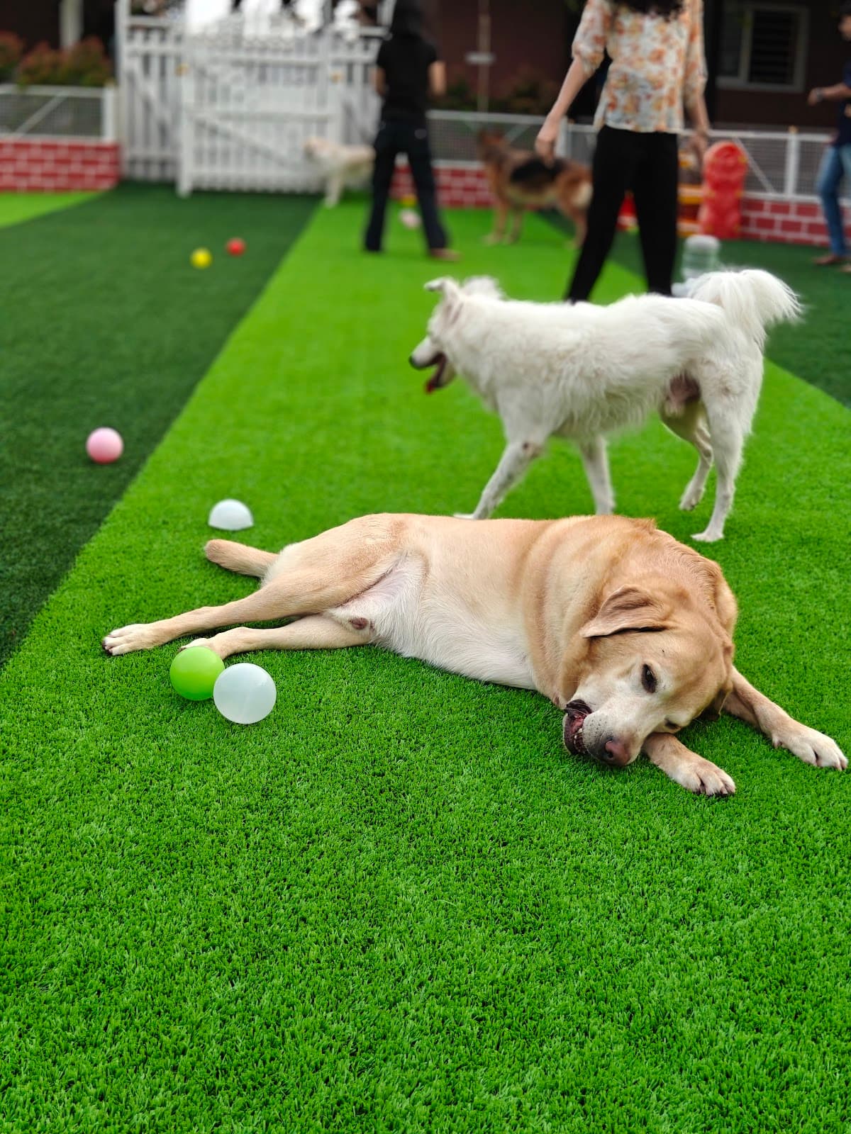 Venu’s Pet Care - Photo 5