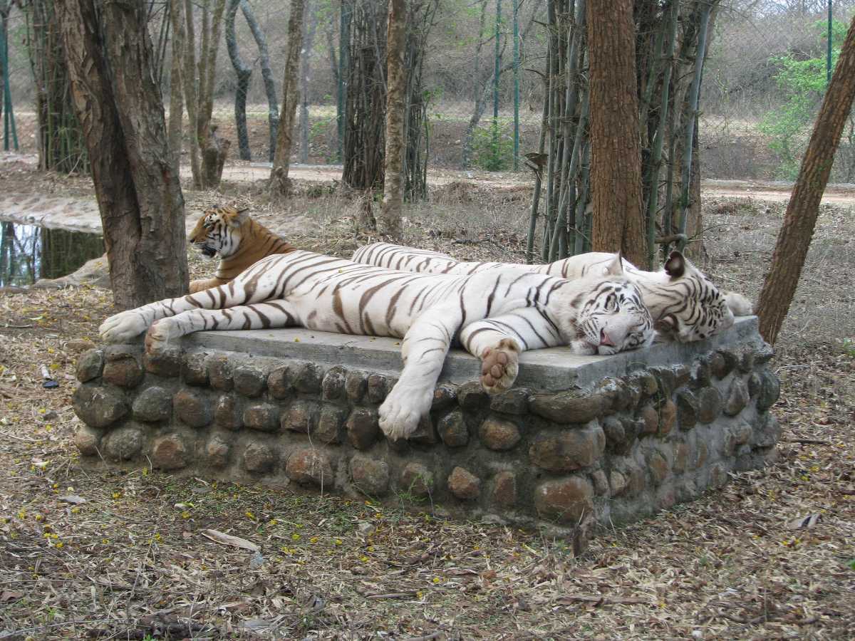 Bannerghatta Biological Park